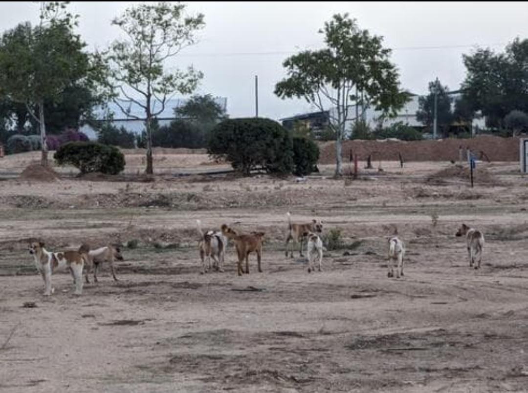 נמרוד כהן, רשות הטבע והגנים