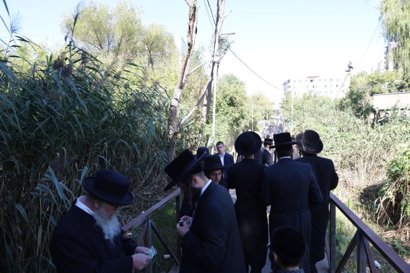 יהודה וויס