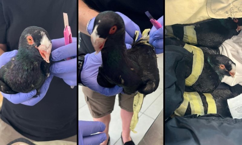 חזר מירדן: ניסה להבריח יונים נדירות לישראל ונתפס 