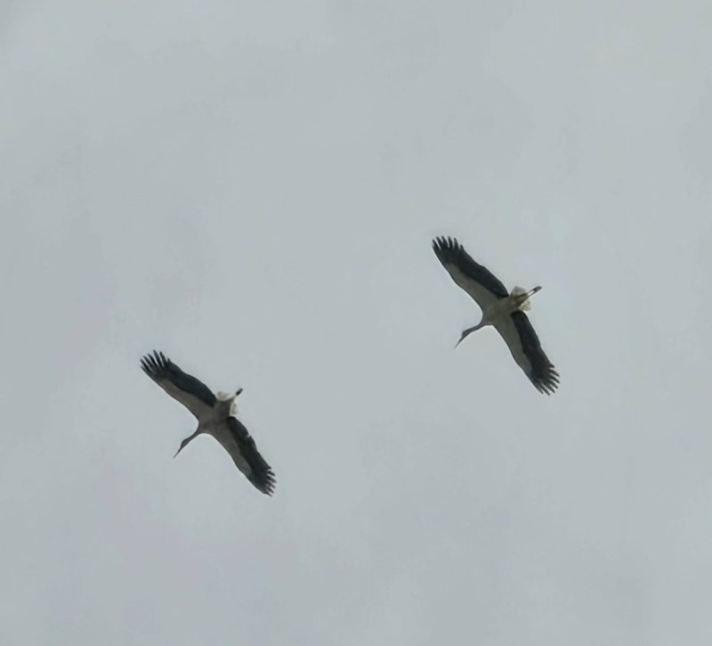איליה בסקין ועידן יצחקיאן, רשות הטבע והגנים
