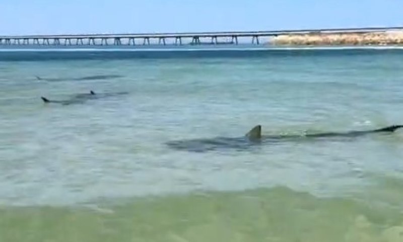 צפו בתיעוד הדרמטי: מספר כרישים נצפו בחוף חדרה 