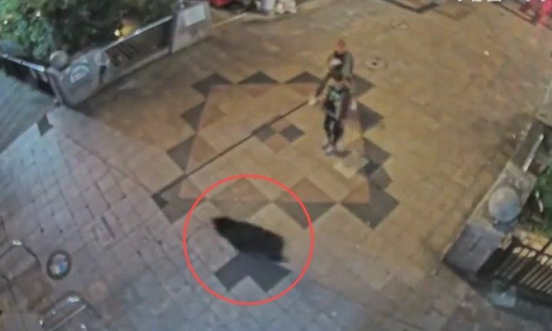 בהלה ביפן: דב משוטט הביא לסגירת 100 בתי ספר