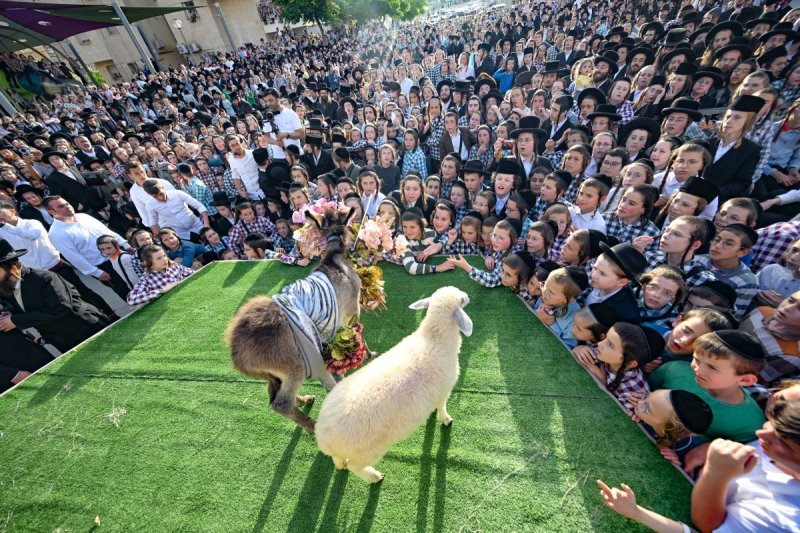 משה גולדשטיין