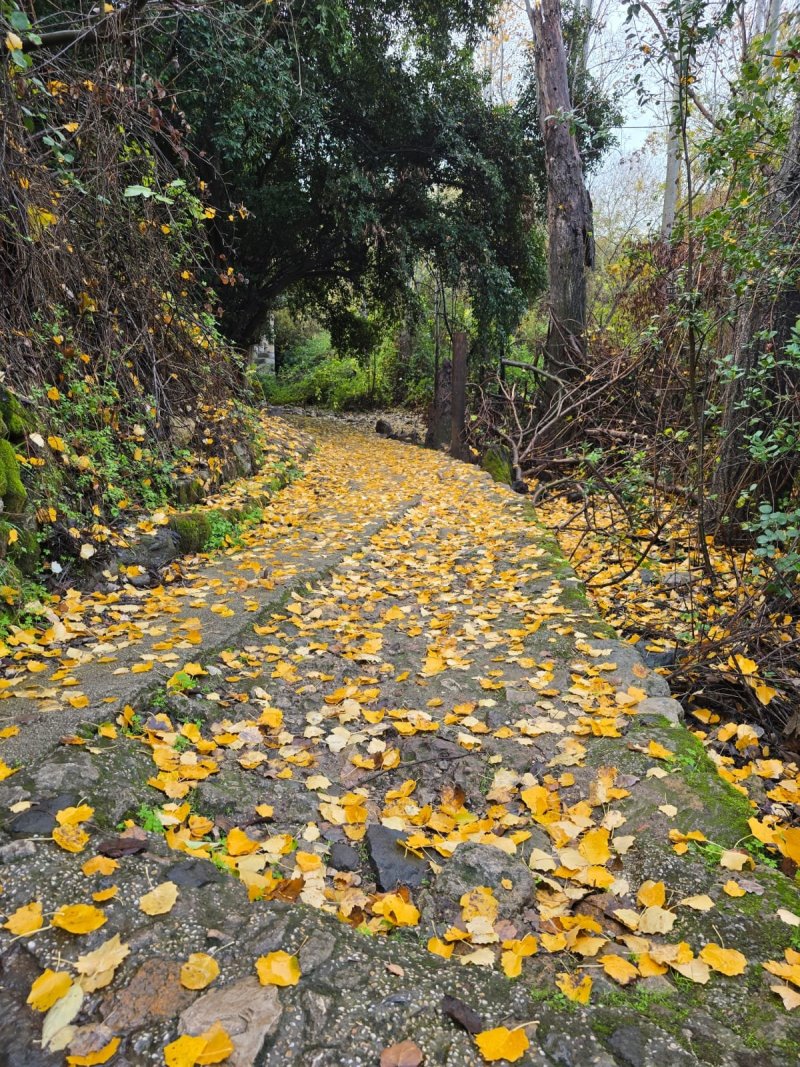 מוחי עיד, רט"ג