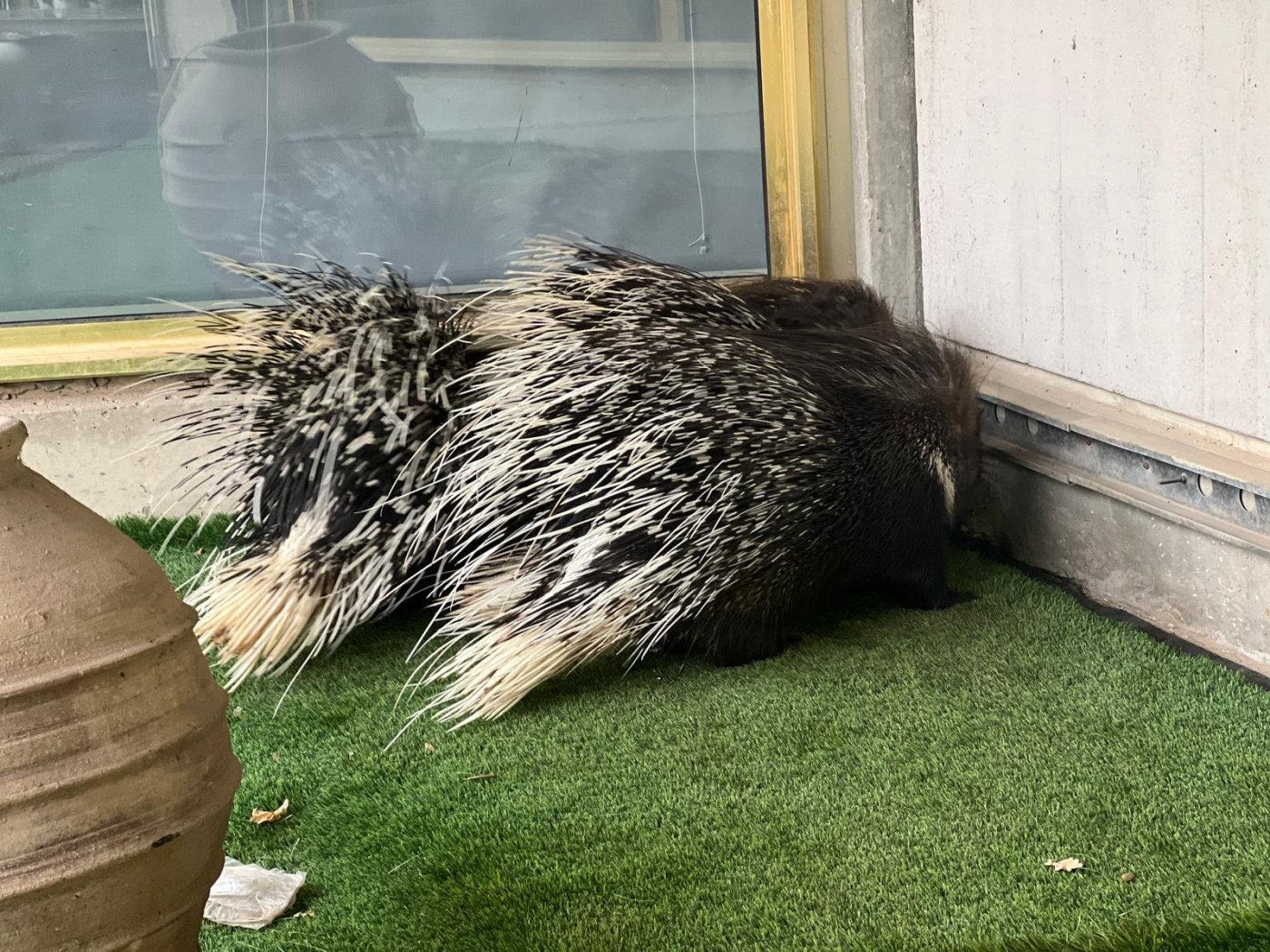 ח"כ מירב כהן