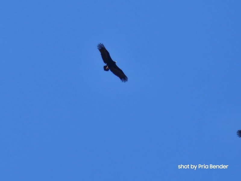 נועם נוסבוים