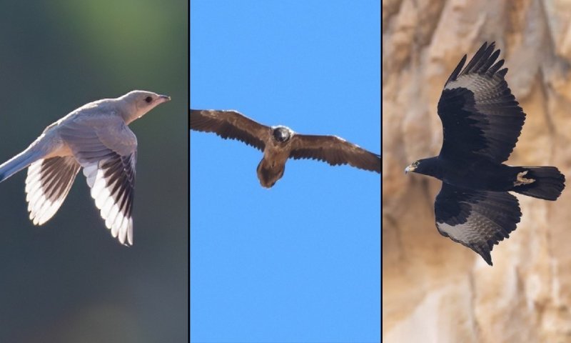 בפעם השנייה: זו הציפור שנבחרה על ידי אלפי ישראלים