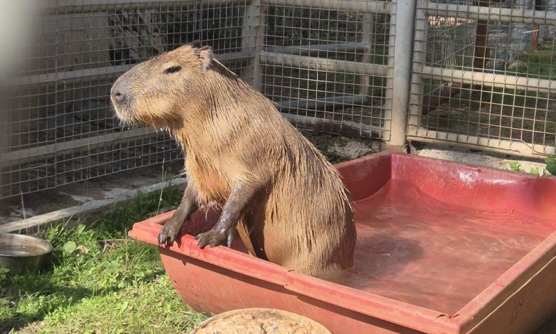 קפיברה חדש מצטרף לספארי: הגיע מבלגיה