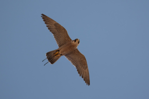יובל דקס, החברה להגנת הטבע