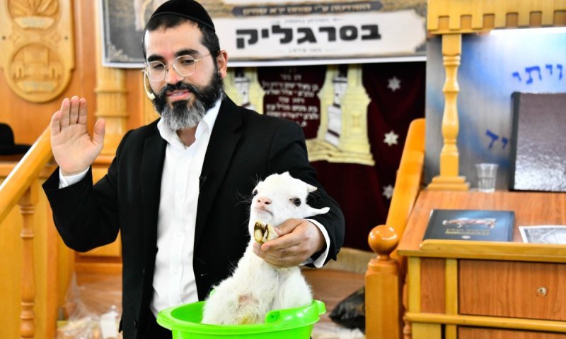 צפו: כך שחטו את הגדי בבני ברק להמחשת מסכת חולין