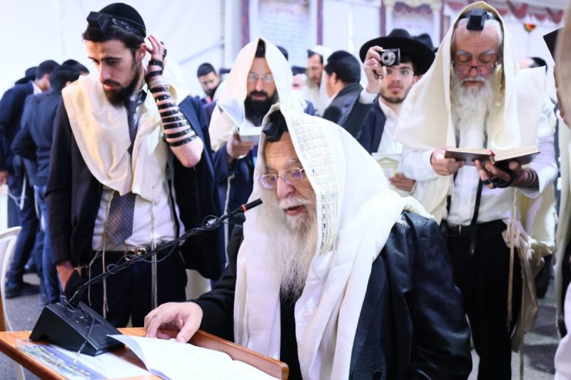 ים לביא