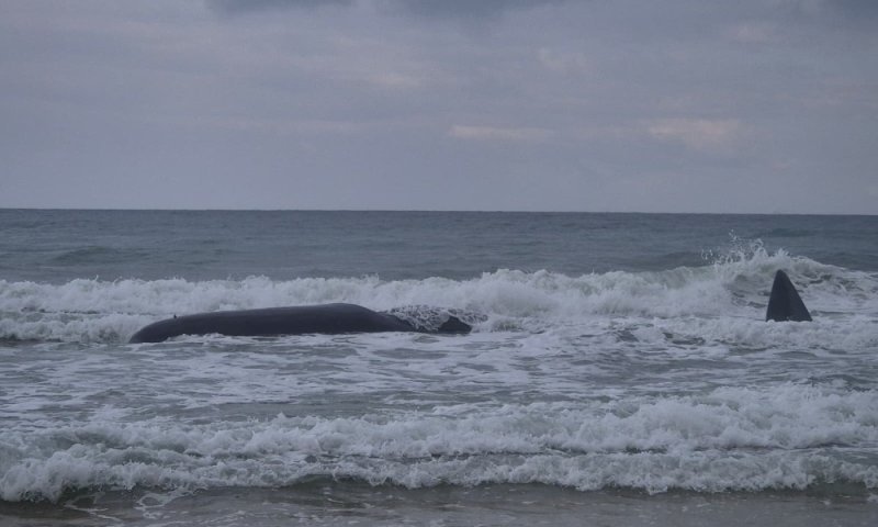 צפו: גופת לוויתן ראשתן ענק נפלט לחוף הים 