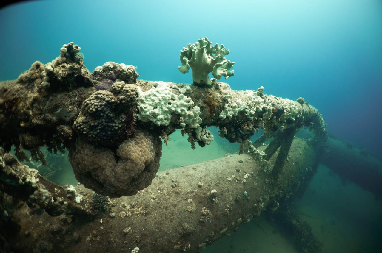 ולנטין נידלאה, רשות הטבע והגנים