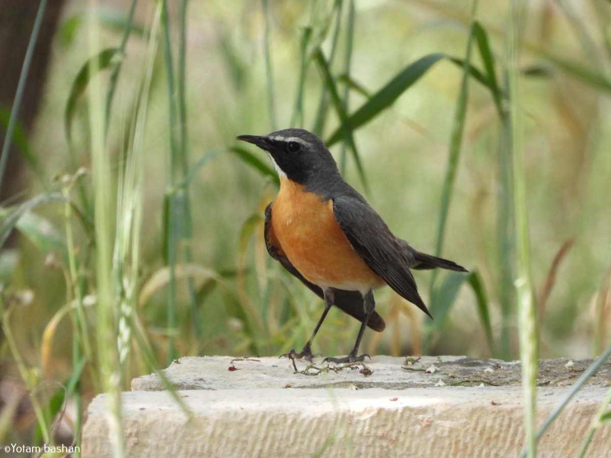 יותם בשן, החברה להגנת הטבע