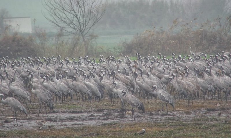 שמיכת פוך טבעית: כך שורדים העגורים את החורף באגמון החולה