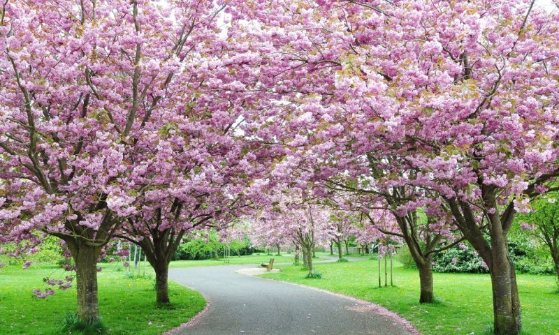 האביב מתחמם: מגמת עלייה הדרגתית בטמפרטורות בדרך לשרב שמעבר לפינה