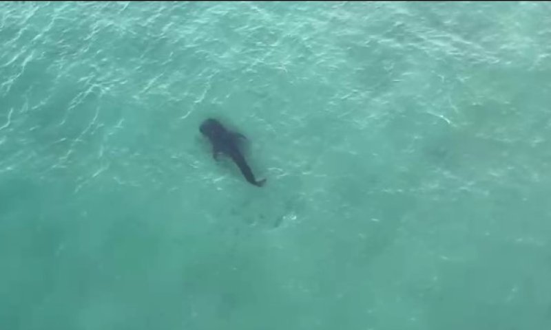 תופעה מדאיגה: עלייה דרמטית בכמות תקיפות הכרישים