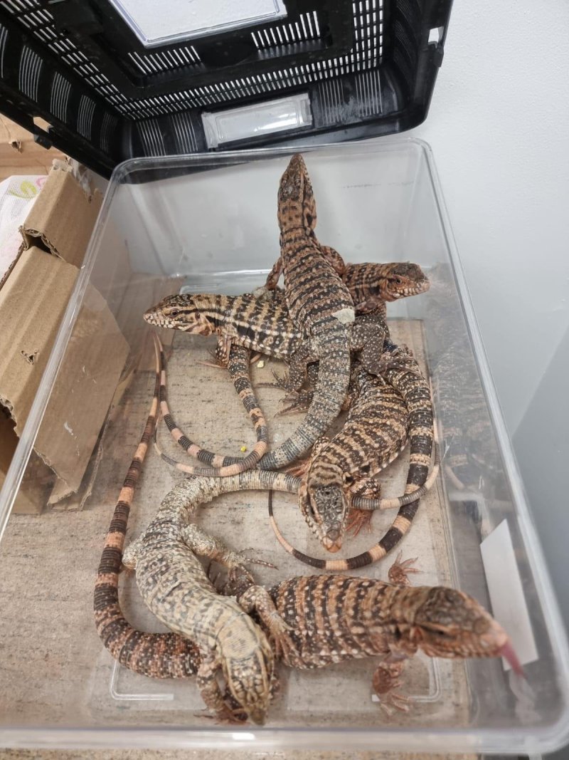 דוברות רשות המסים 