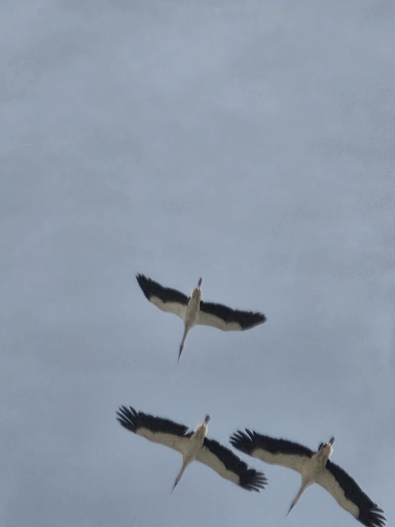 איליה בסקין ועידן יצחקיאן, רשות הטבע והגנים
