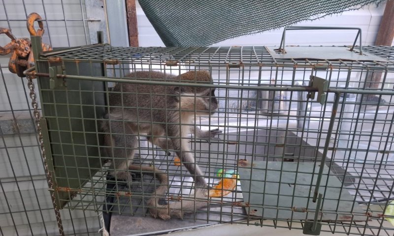 הקופה המבוהלת נכנסה למשתלה ברחובות: כך היא נתפסה