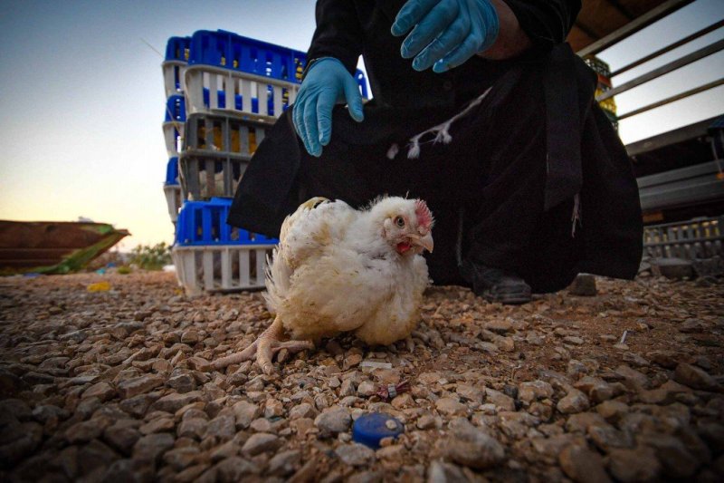 ארי קופרשטוק