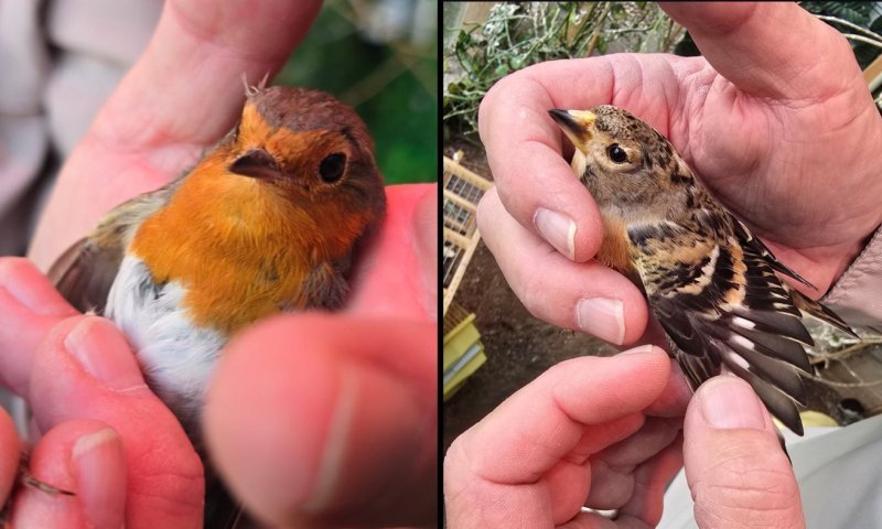 תנאים קשים וריחות חריפים: עשרות ציפורים אותרו במחסן תת־קרקעי