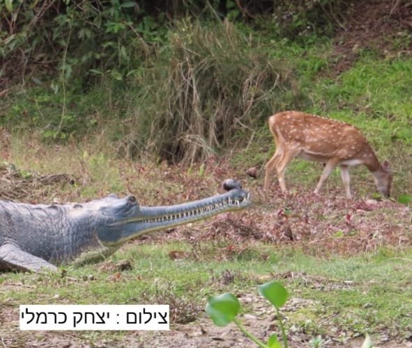 יצחק כרמלי