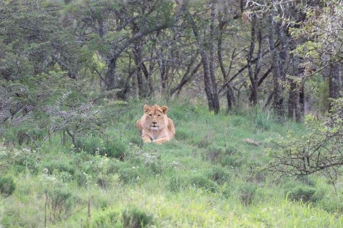  Lauren, Simbonga Game Reserve דרא"פ