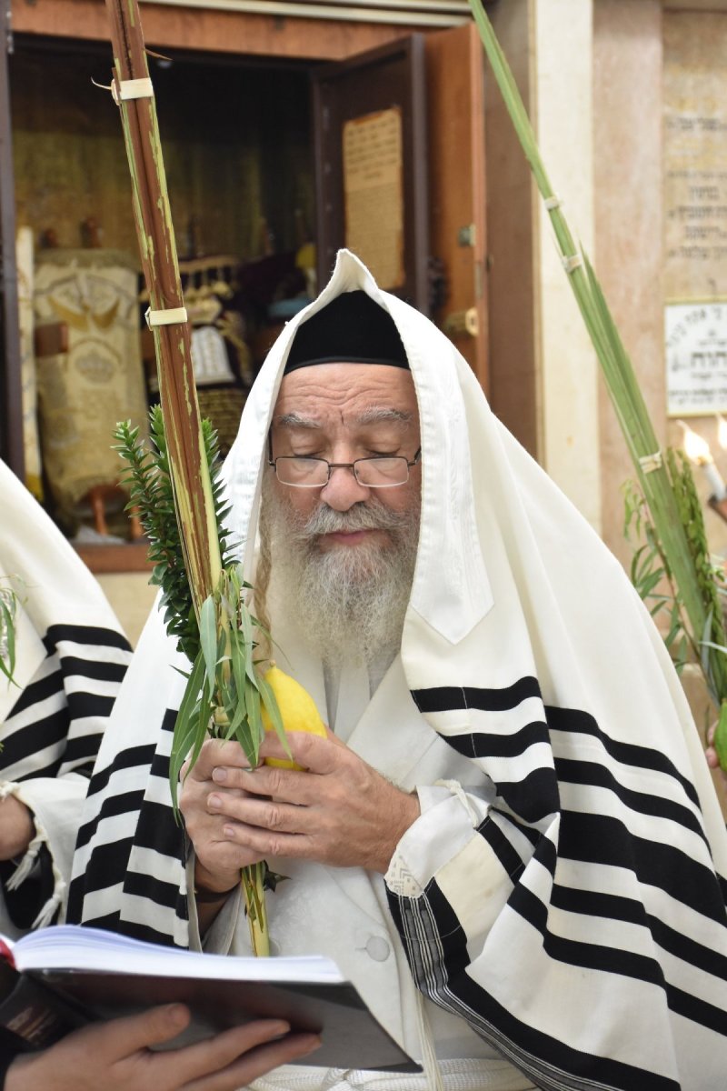 יהודה פרקוביץ