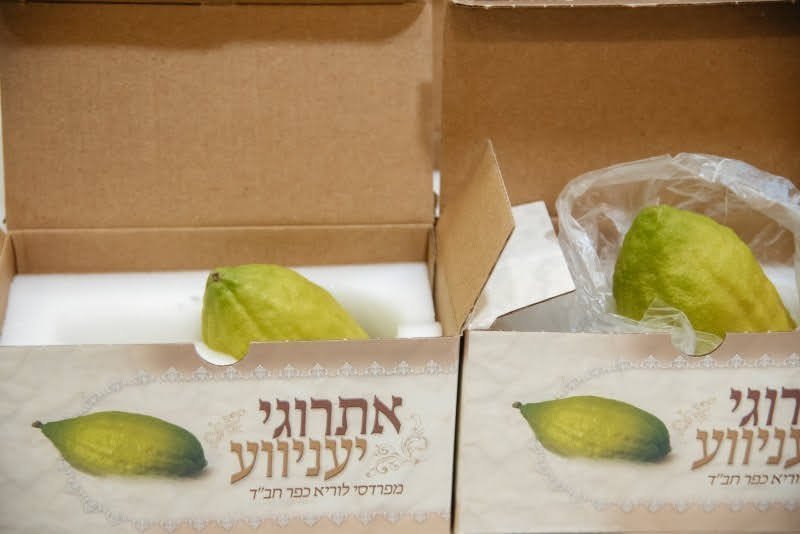 לוי נזארוב