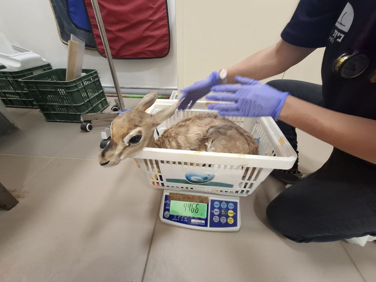 רועי רבין, רשות הטבע והגנים