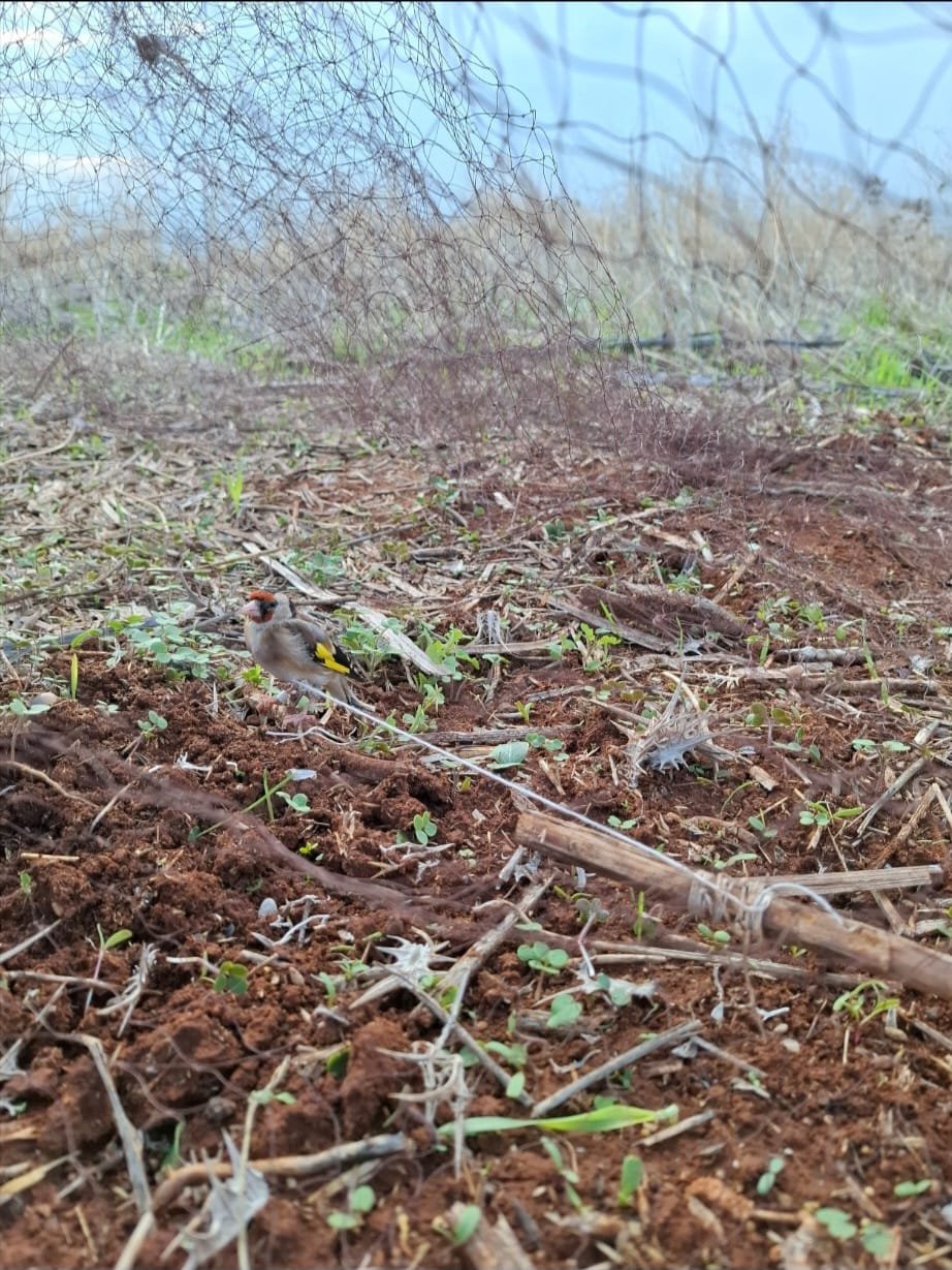רשות הטבע והגנים