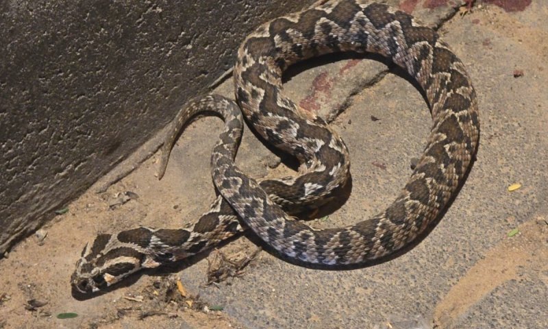 טעות חמורה של הצ'אט: נערה ישראלית פונתה במצב קשה במסוק