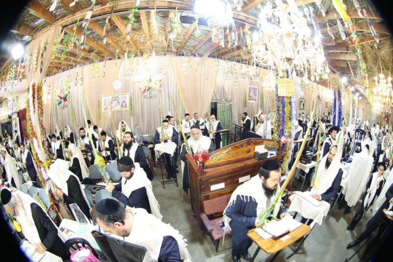 שלומי טריכטר ומ.פ