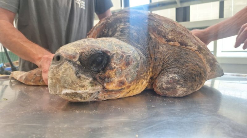 ארז ארליכמן, רט"ג