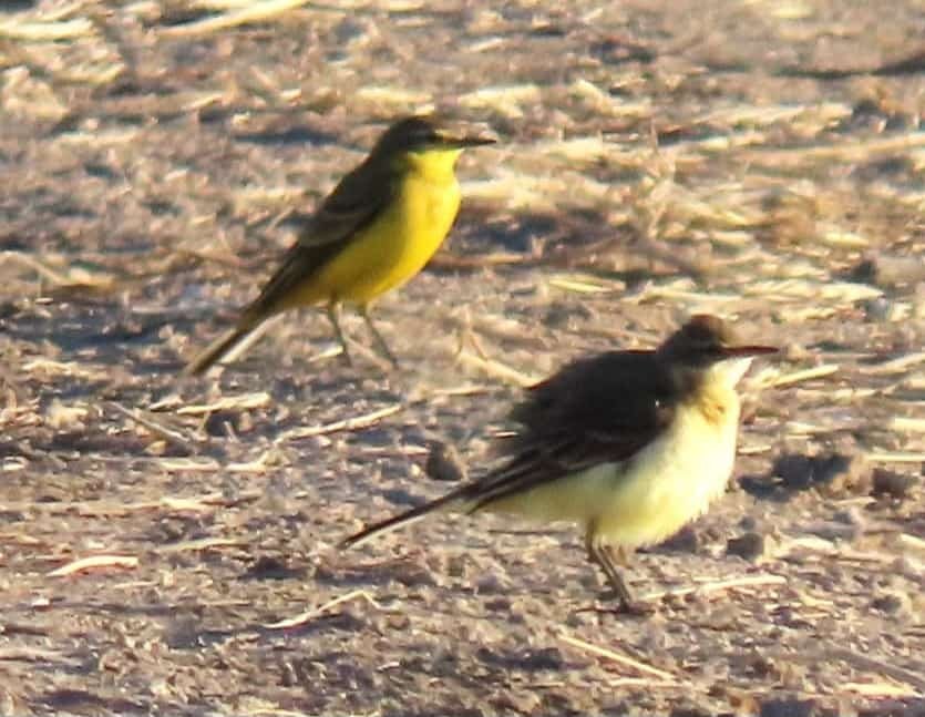 נעה עומייסי רשות הטבע והגנים