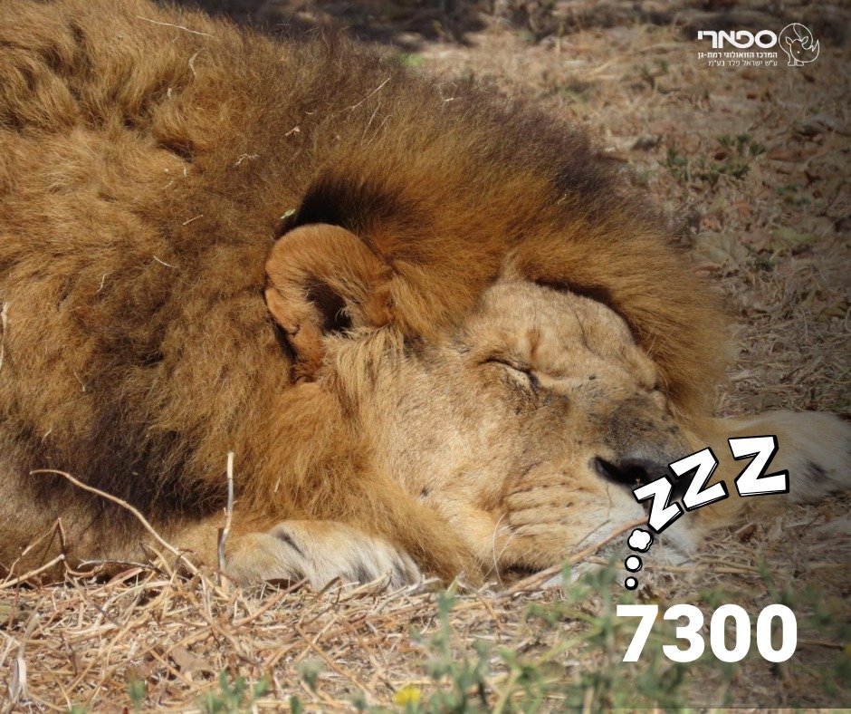 דוברות הספארי