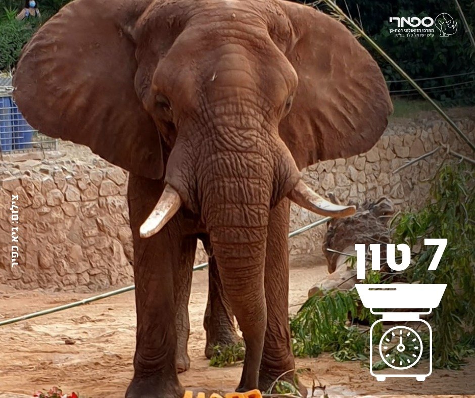 דוברות הספארי