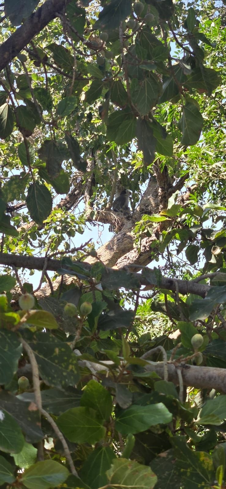 דוברות עיריית לוד / רשות הטבע והגנים