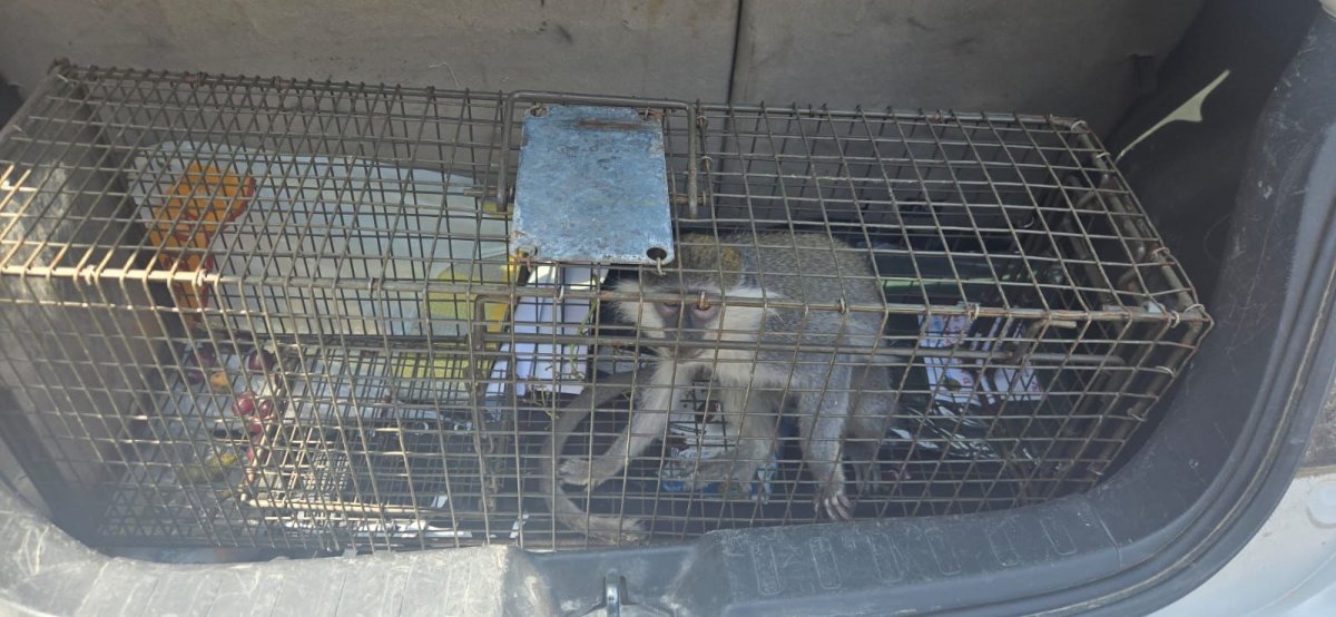 דוברות עיריית לוד / רשות הטבע והגנים