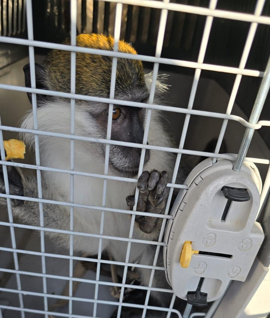 דוברות עיריית לוד / רשות הטבע והגנים