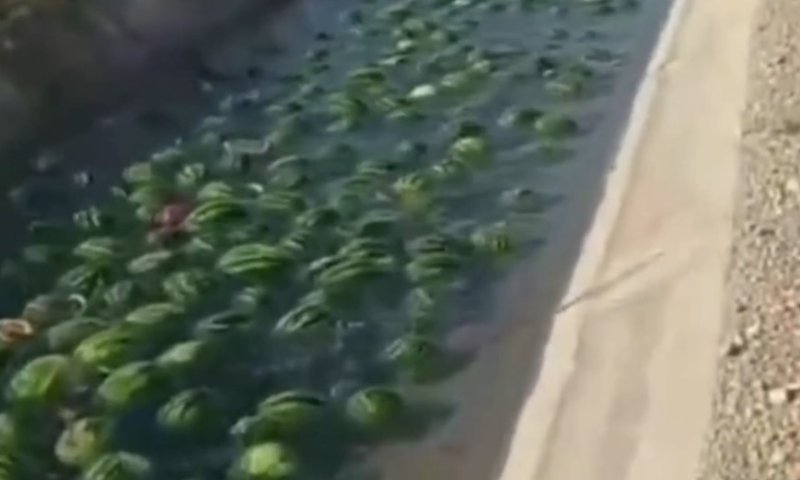 אירוע חריג באיראן: נהר של אבטיחים נצפה במחוז בושהר
