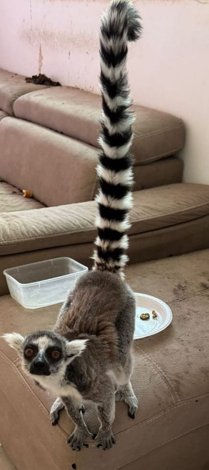  דוברות משטרת ישראל ודוברות רט"ג