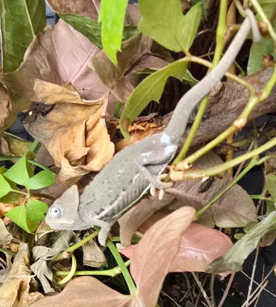  דוברות משטרת ישראל ודוברות רט"ג