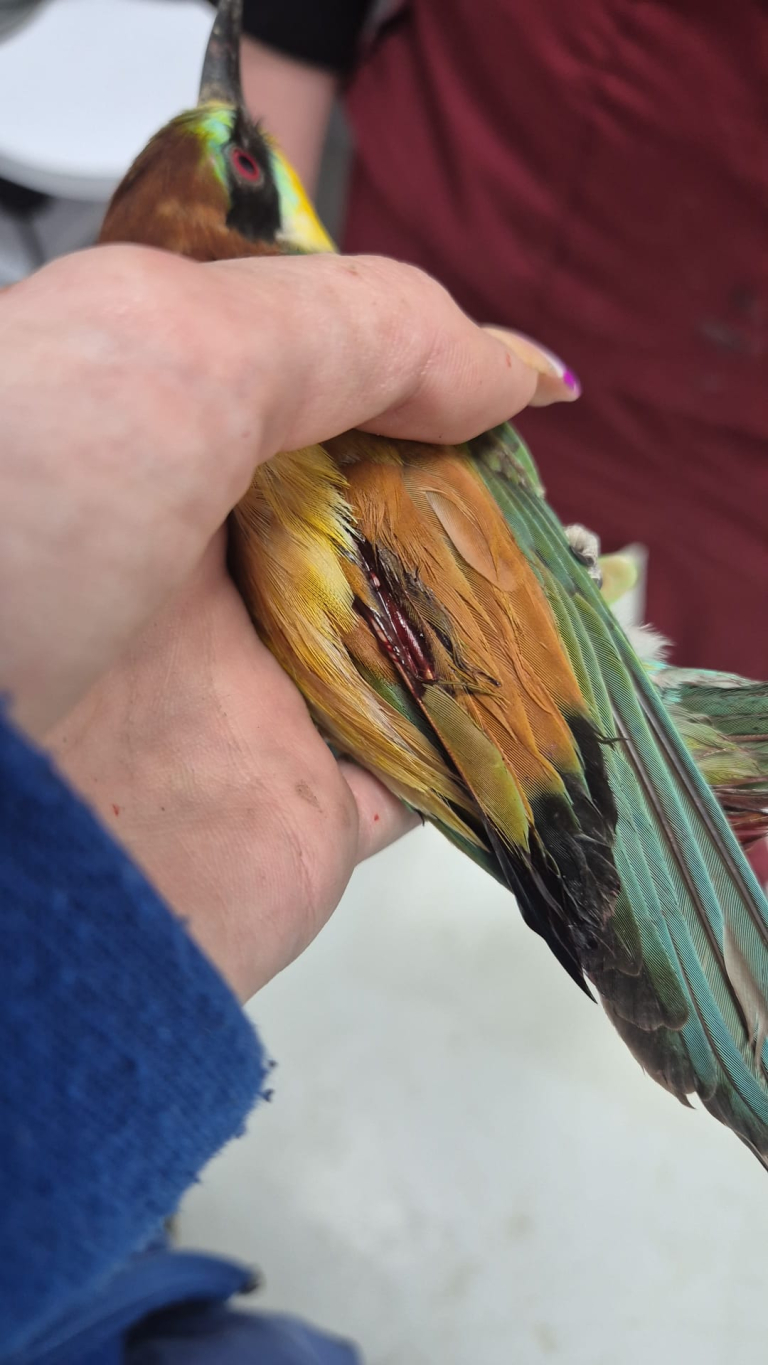 ליאורה ינקלזון, רט"ג