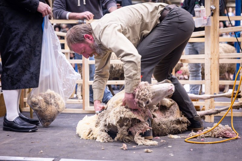 האחים לענטשעווסקי