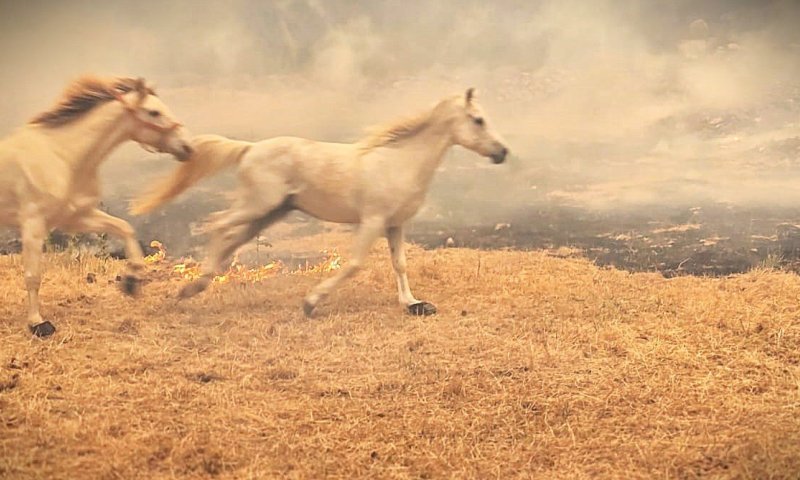 תיעוד נוסף משריפות הענק: גם הסוסים נמלטים מאימת האש