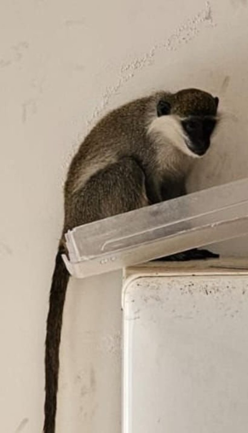 דוברות משטרת ישראל ורשות הטבע והגנים