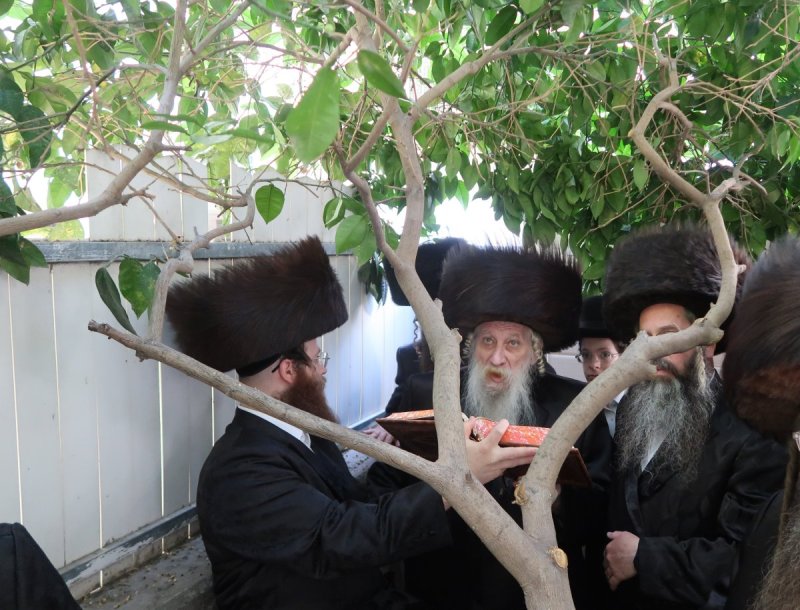שימי פ.