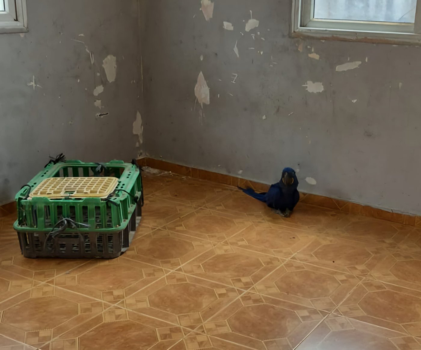 דוברות המשטרה / רט״ג